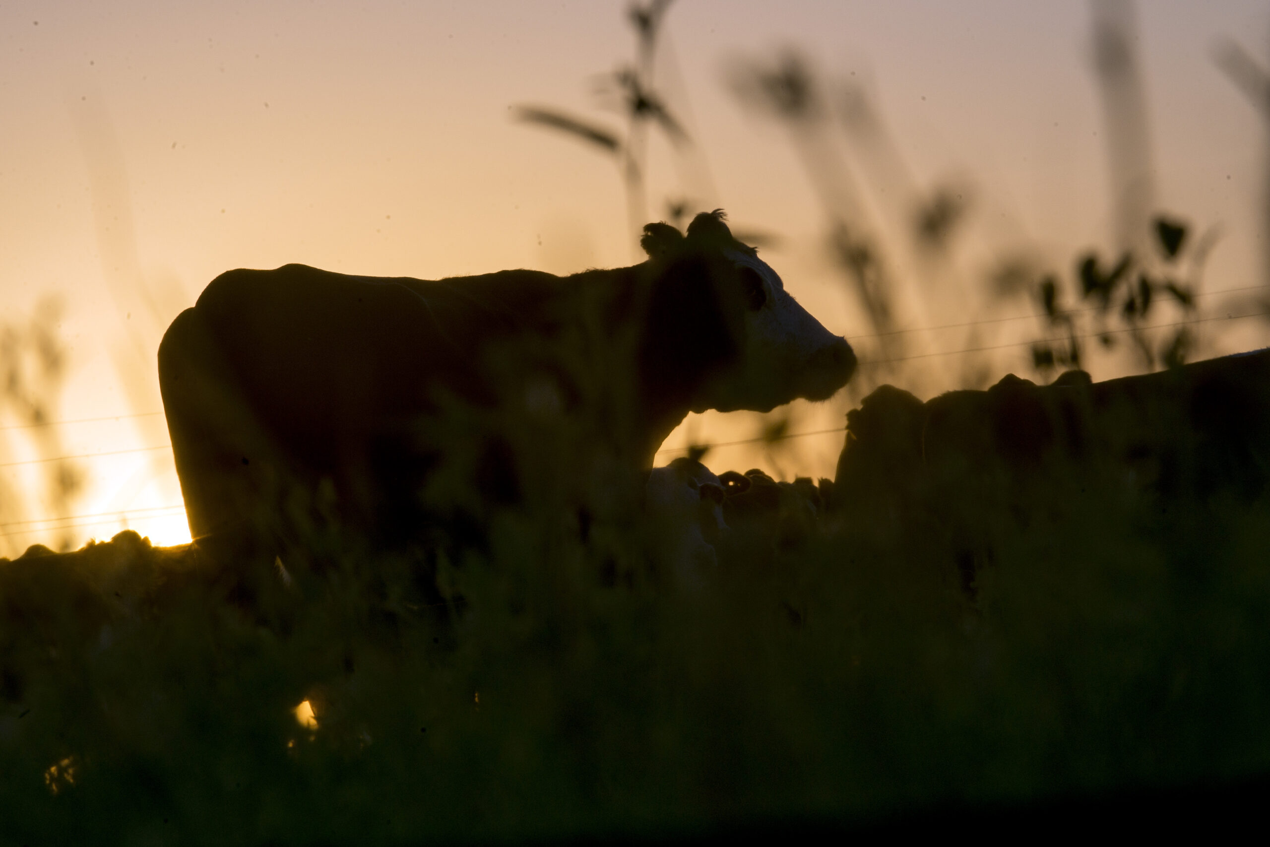 Lee más sobre el artículo Con las restricciones a las exportaciones de carne, pierde la Argentina